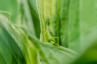 Yaprağın üzerinde oturan yeşil çekirge. Böcekler.