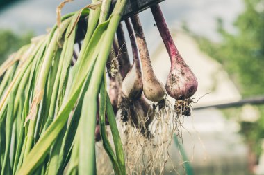 Soğan sallanıyor. Bahçe konsepti