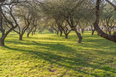 Eski ağaçlarla dolu güzel bir park. Güneşli bir gün. Gün doğumu.