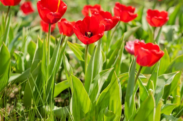Abundância Tulipas Vermelhas Prado Flores Florescem — Fotografia de Stock