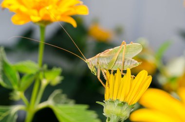 Sarı bir çiçeğin üzerinde oturan yeşil çekirge. Bahçedeki yabani böcekler.
