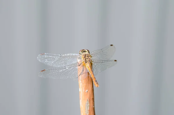 Libelle Sitzt Auf Einem Baumstamm Selektiver Fokus — Stockfoto