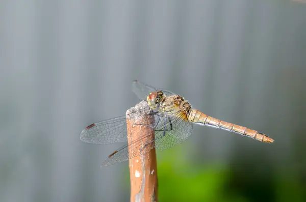 Libelle Sitzt Auf Einem Baumstamm Selektiver Fokus — Stockfoto