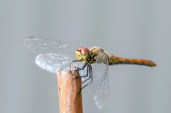 Dragonfly Sits Tree Stem Selective Focus — Stock Photo, Image