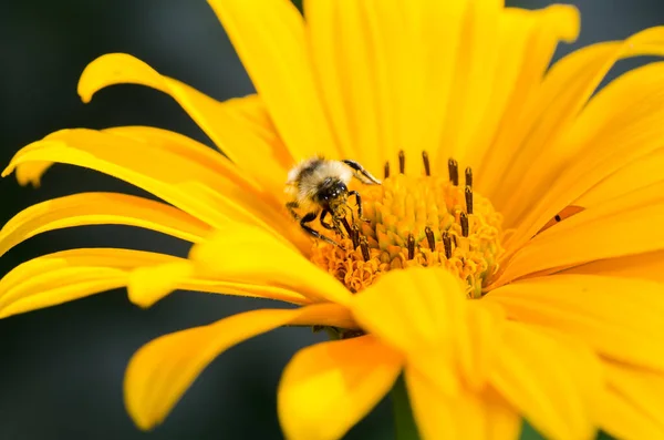 Bee Pollinates Yellow Flower Summer Flower Pollination Concept — Stock Photo, Image