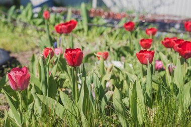 Çayırda bolca kırmızı lale var. Çiçekler açar.