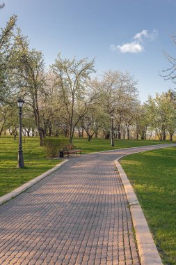 Güzel manzara. Yeşil Park, yaz günü.