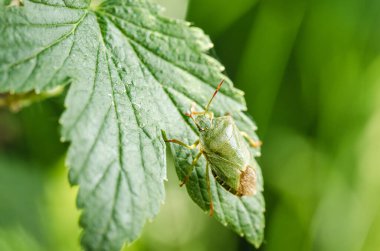 Frenk üzümü yaprağında sürünen yeşil böcek. Böcek.