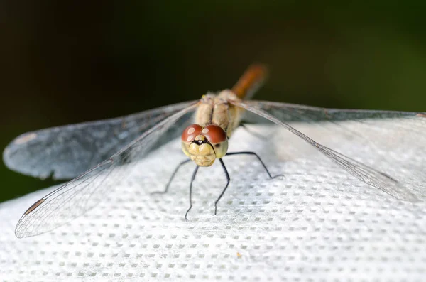 Libelle Sitzt Auf Einem Weißen Hintergrund Augen Fokus — Stockfoto