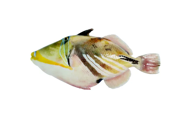 Pesce balestra — Foto Stock