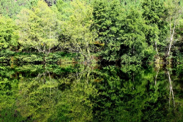 stock image Landscape with trees, reflecting on the water