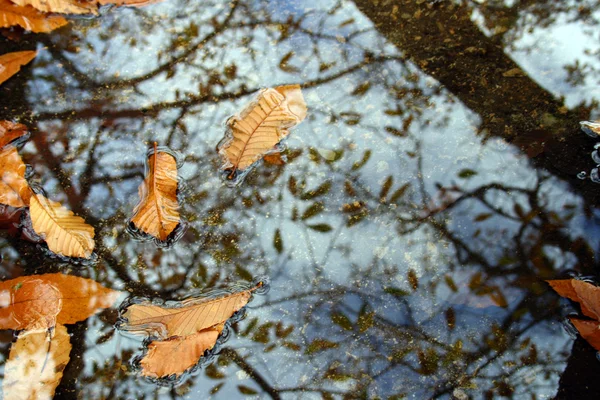 Leaves on the water — Stock Photo, Image