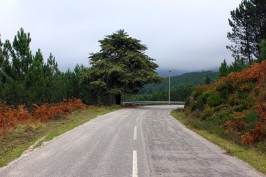 orman yolu