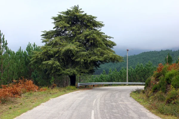 orman yolu