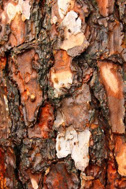 çam ağaç gövdesi