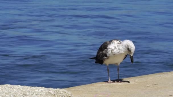 Detail Seagull Tagus River Nearlisbon Portugal – Stock-video