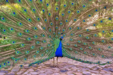 Güzel bir tavus kuşunun ayrıntıları.