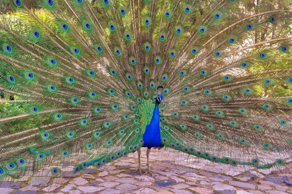 Detail Beautiful Peacock — Fotografia de Stock