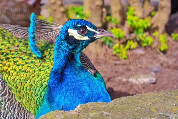 Detail Beautiful Peacock — Photo