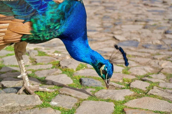 Detail Beautiful Peacock — Photo