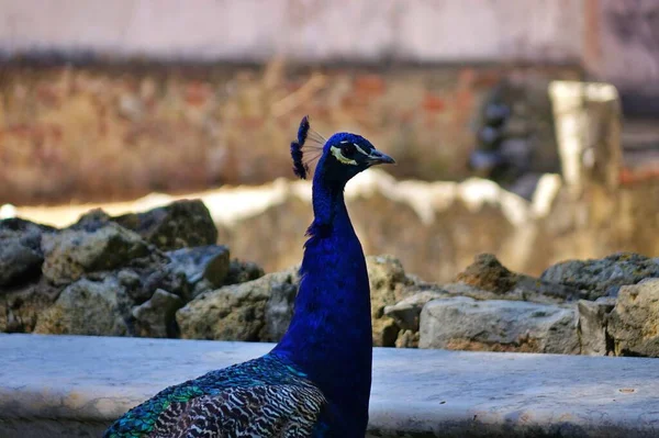 Detail Beautiful Peacock — Photo