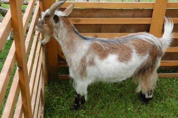 Geit op een boerderij — Stockfoto