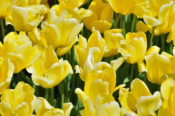 Gelbe Tulpen — Stockfoto