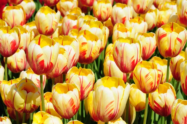 Gelb-rote Tulpen — Stockfoto