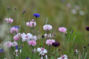 sonbaharda çiçek portre