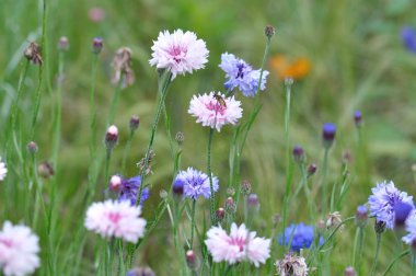 sonbaharda çiçek portre