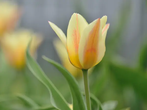 Tulipa — Fotografia de Stock