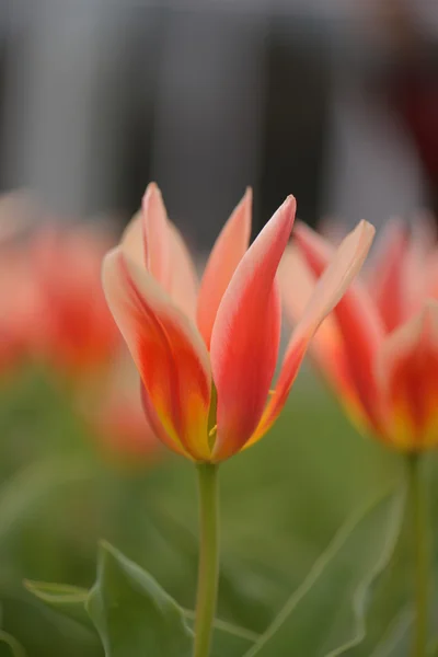 Tulpe — Stockfoto