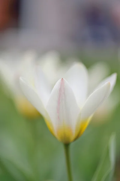 Tulpe — Stockfoto