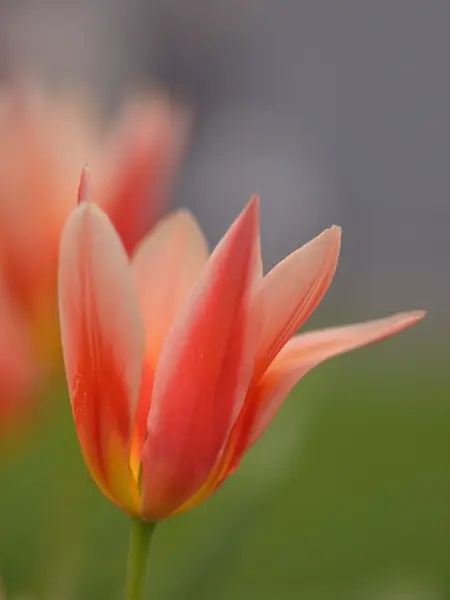 Tulpe — Stockfoto