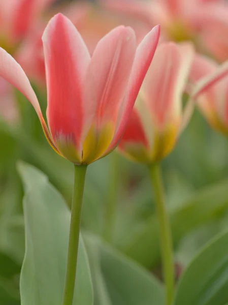 Tulpe — Stockfoto