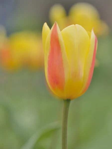 Tulpe — Stockfoto