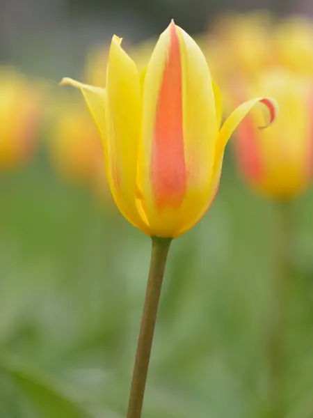 Tulpe — Stockfoto