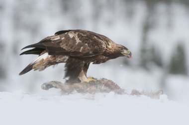 Altın Kartal besleme.