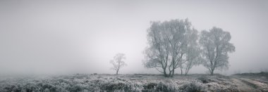 Cannock Chase