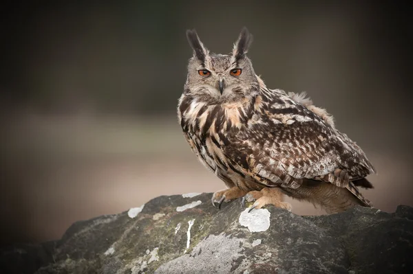 Avrupa kartal baykuş