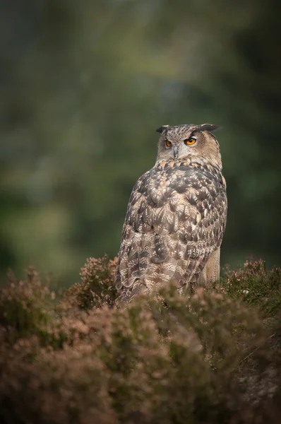 European Eagle Owl — Stock Photo, Image