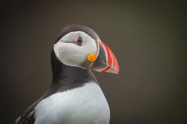 Retrato de puffin atlântico . — Fotografia de Stock