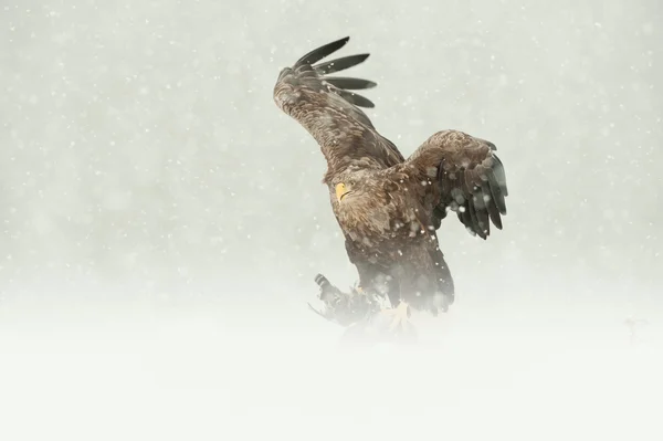 Águila de cola blanca — Foto de Stock