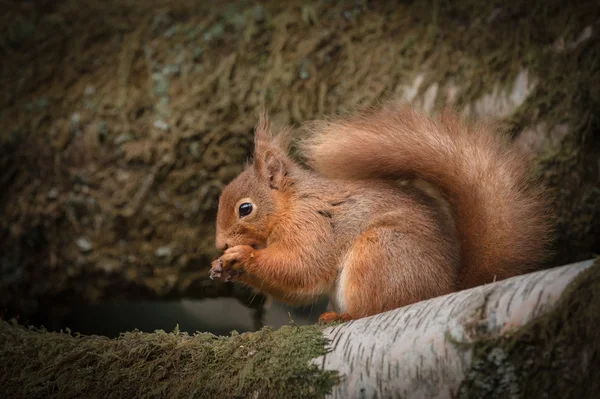 Rothörnchen — Stockfoto