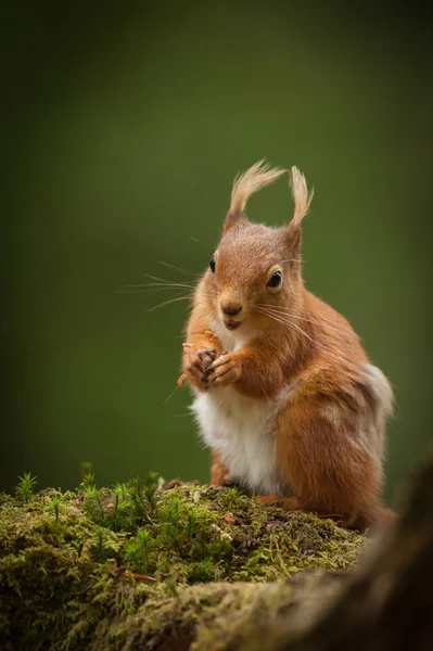 Scoiattolo rosso — Foto Stock