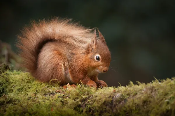 Red Squirrel — Stock Photo, Image