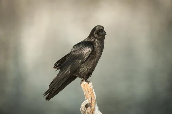 Genel Kuzgun — Stok fotoğraf