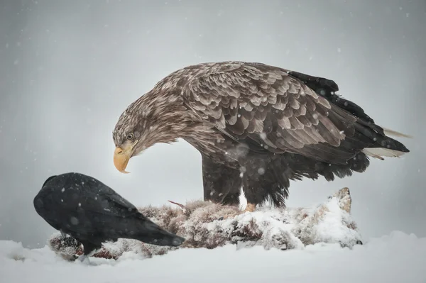 Eagle en raven — Stockfoto