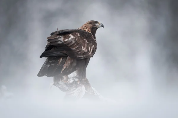 Steinadler — Stockfoto