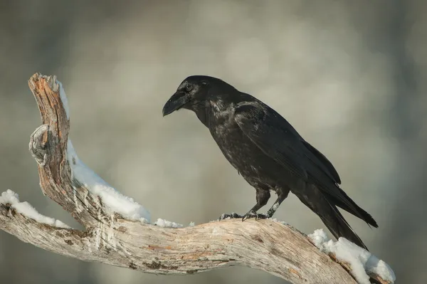 Common Raven — Stock Photo, Image